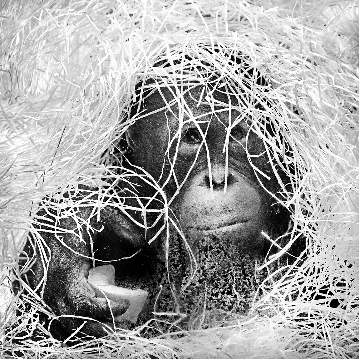 orang-oetan (pongo pygmaeus) 12-2023 9526