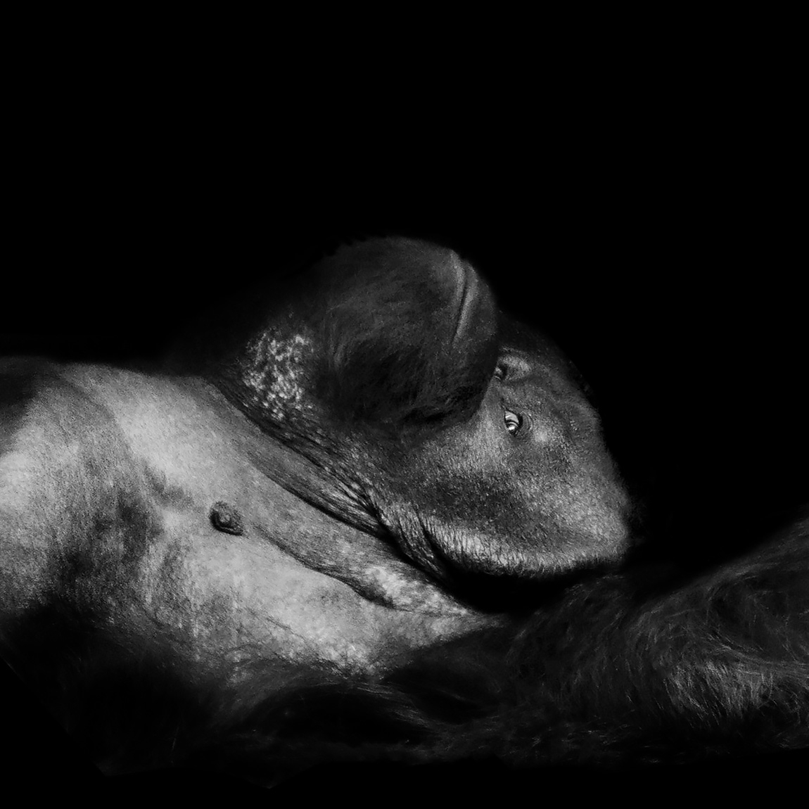 orang-oetan (pongo pygmaeus) 8-2025 2021