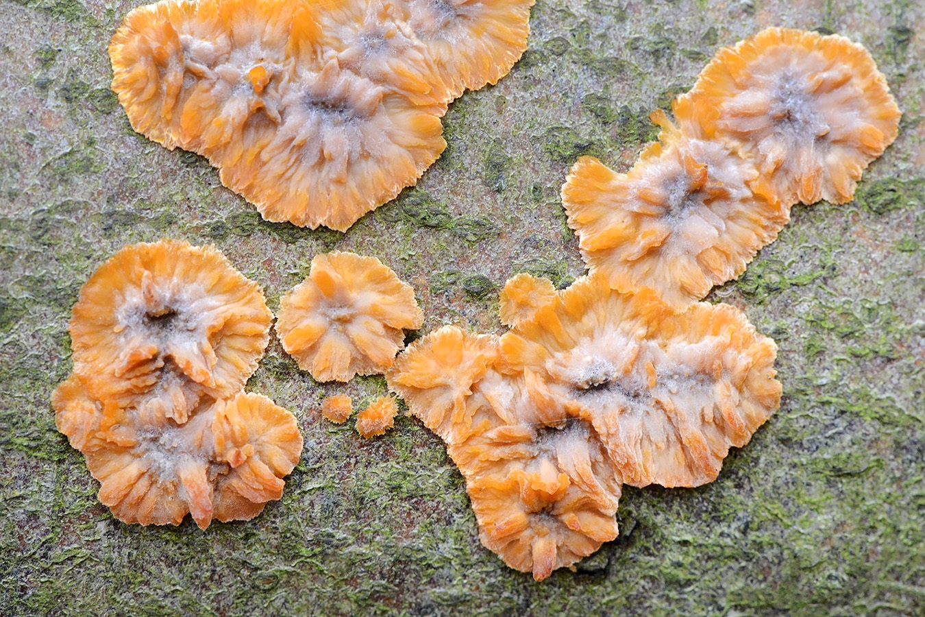 oranje aderzwam (phlebia radiata) 11-2024 1745