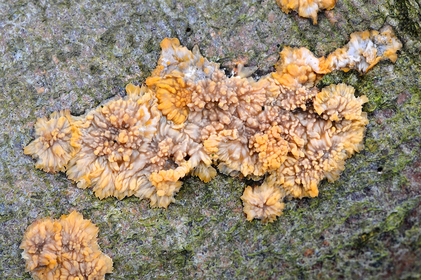 oranje aderzwam (phlebia radiata) 11-2024 1746