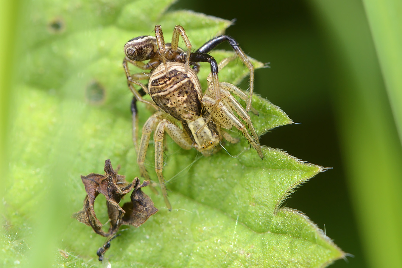 paring graskrabspin (xysticus erraticus) 5-2023 8167