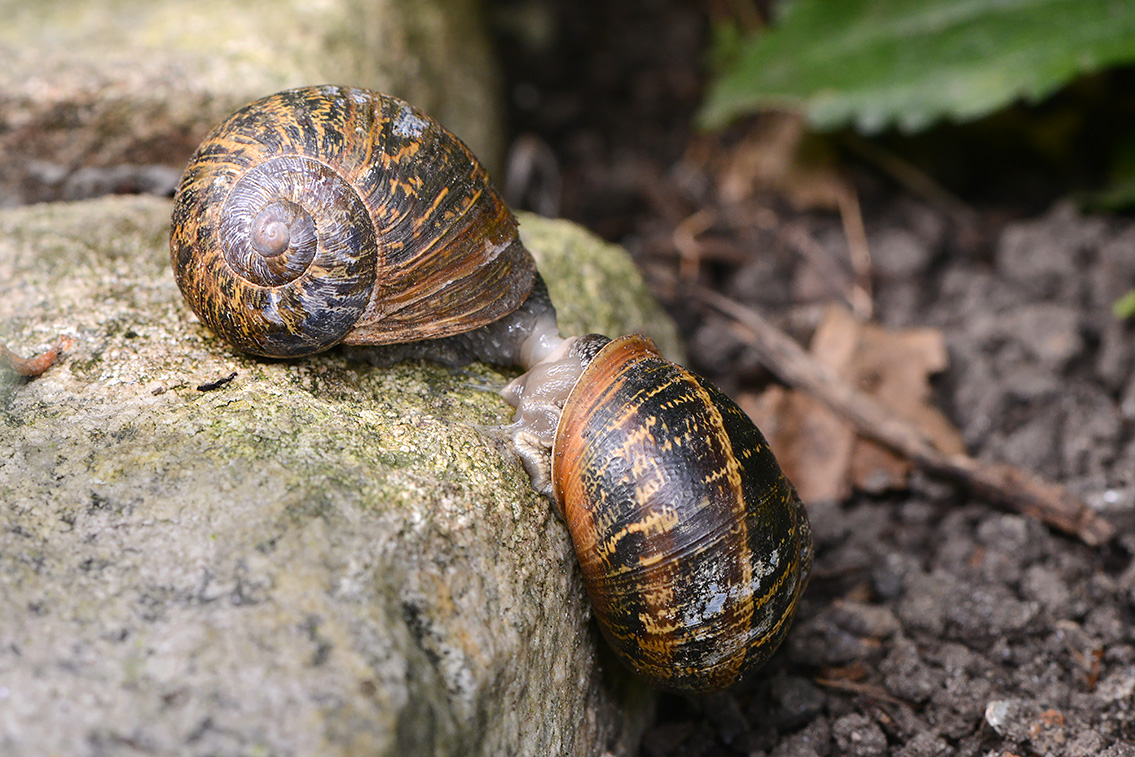 paring segrijnslak (Cornu aspersum) 7-2021 8021