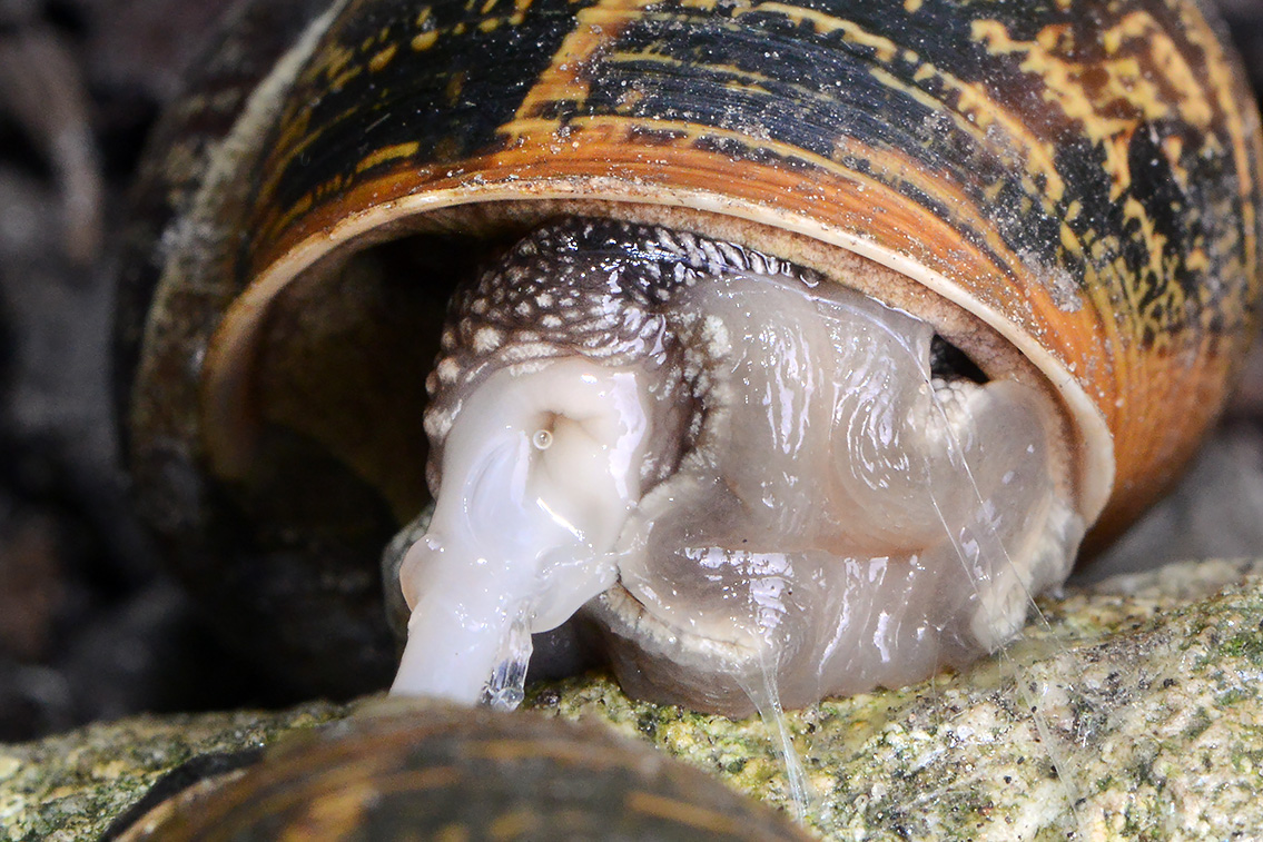 paring segrijnslak (Cornu aspersum) 7-2021 8071