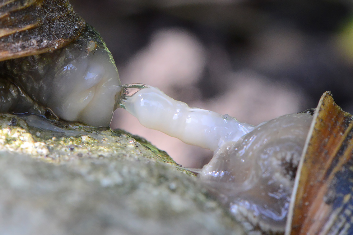 paring segrijnslak (Cornu aspersum) 7-2021 8093