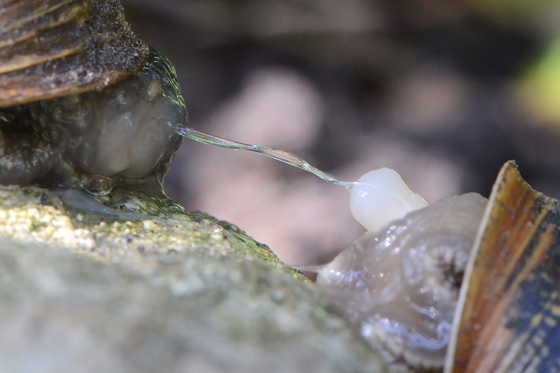 paring segrijnslak (Cornu aspersum) 7-2021 8097