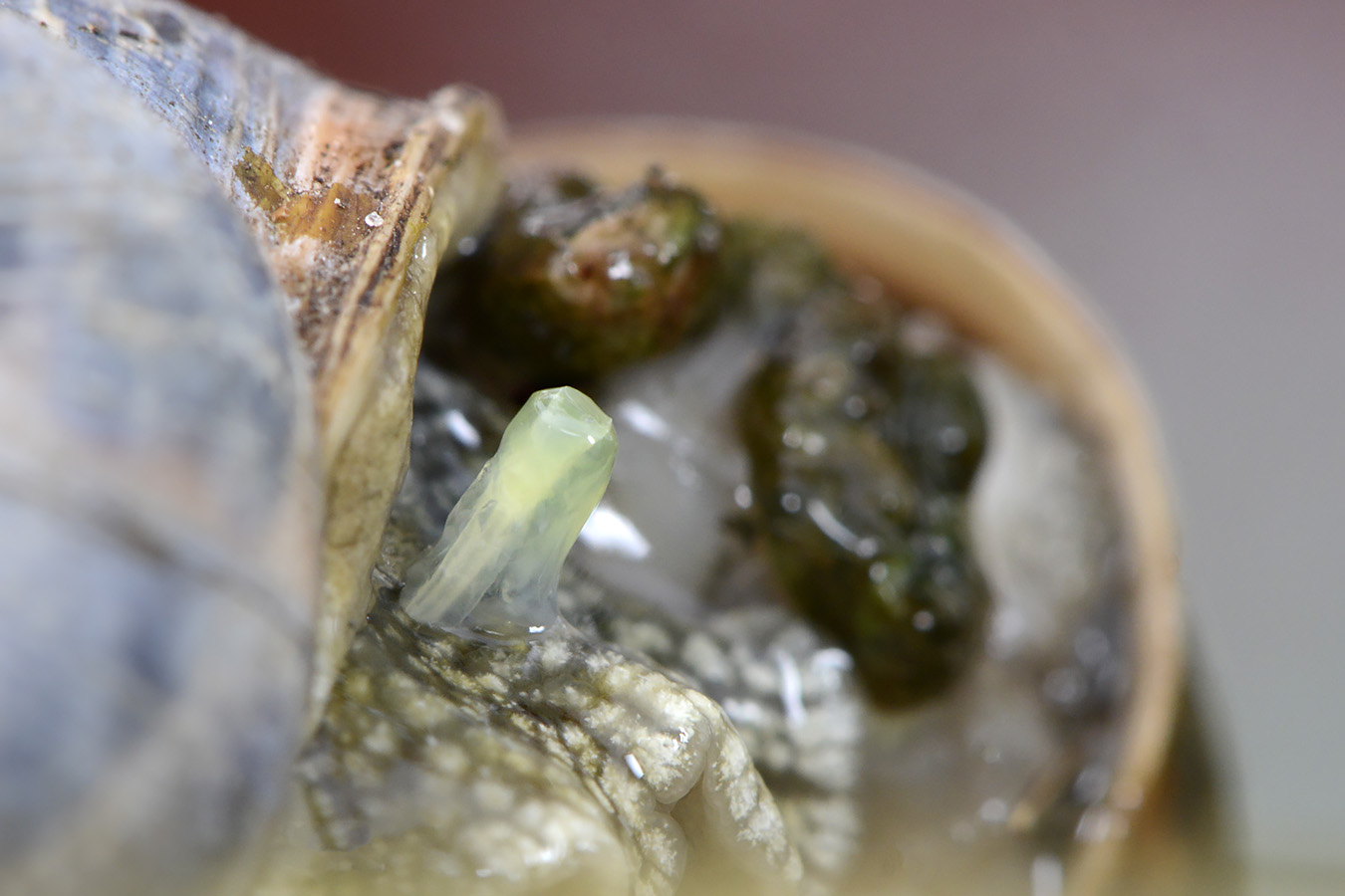 pijl van segrijnslak 5-2023 7817