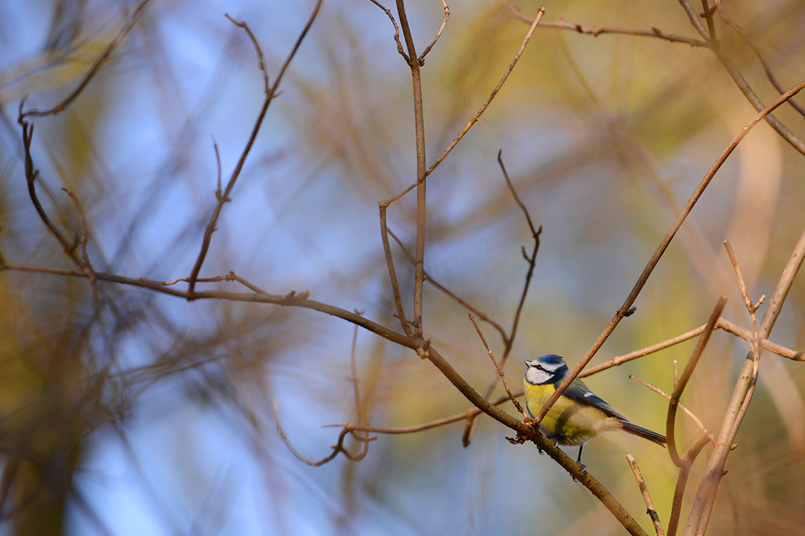 pimpelmees (Cyanistes caeruleus) 1-2018 8930