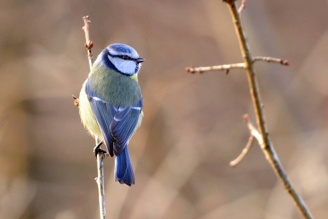 pimpelmees (Cyanistes caeruleus) 3-2018 1524-