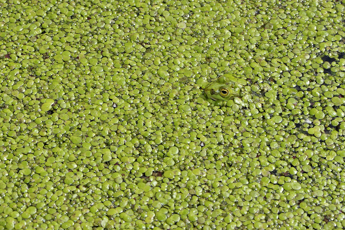 poelkikker tussen kroos (rana lessonae) 5-2011 7294