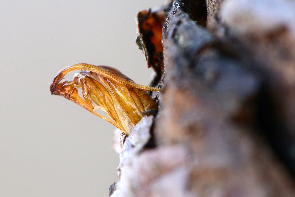 pop appelglasvlinder (Synanthedon myopaeformis) 6-2021 7531