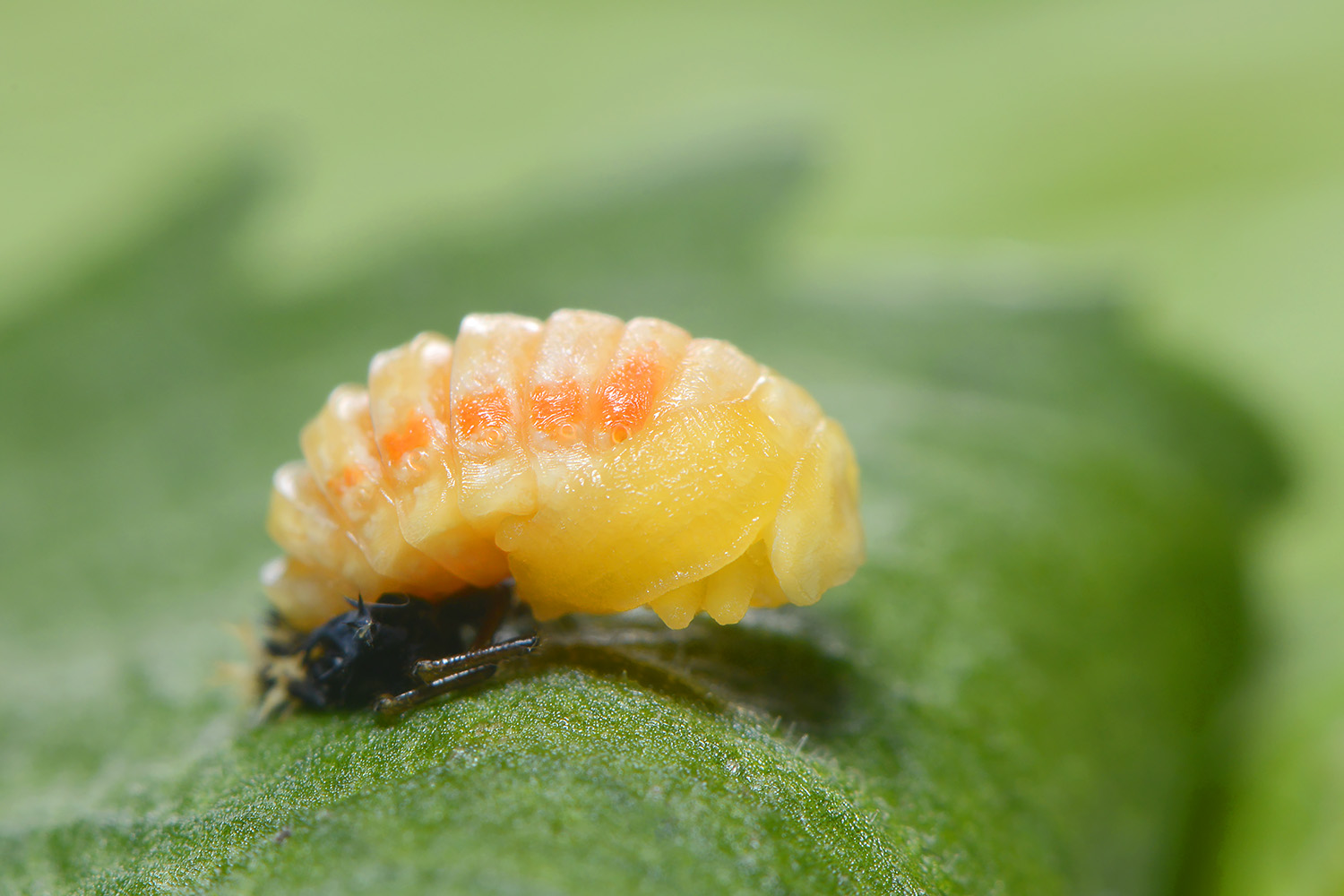 pop aziatisch lieveheersbeestje (harmonia axyridis) 6-2022 3329