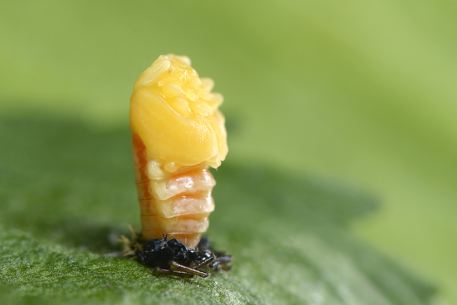 pop aziatisch lieveheersbeestje (harmonia axyridis) 6-2022 3341