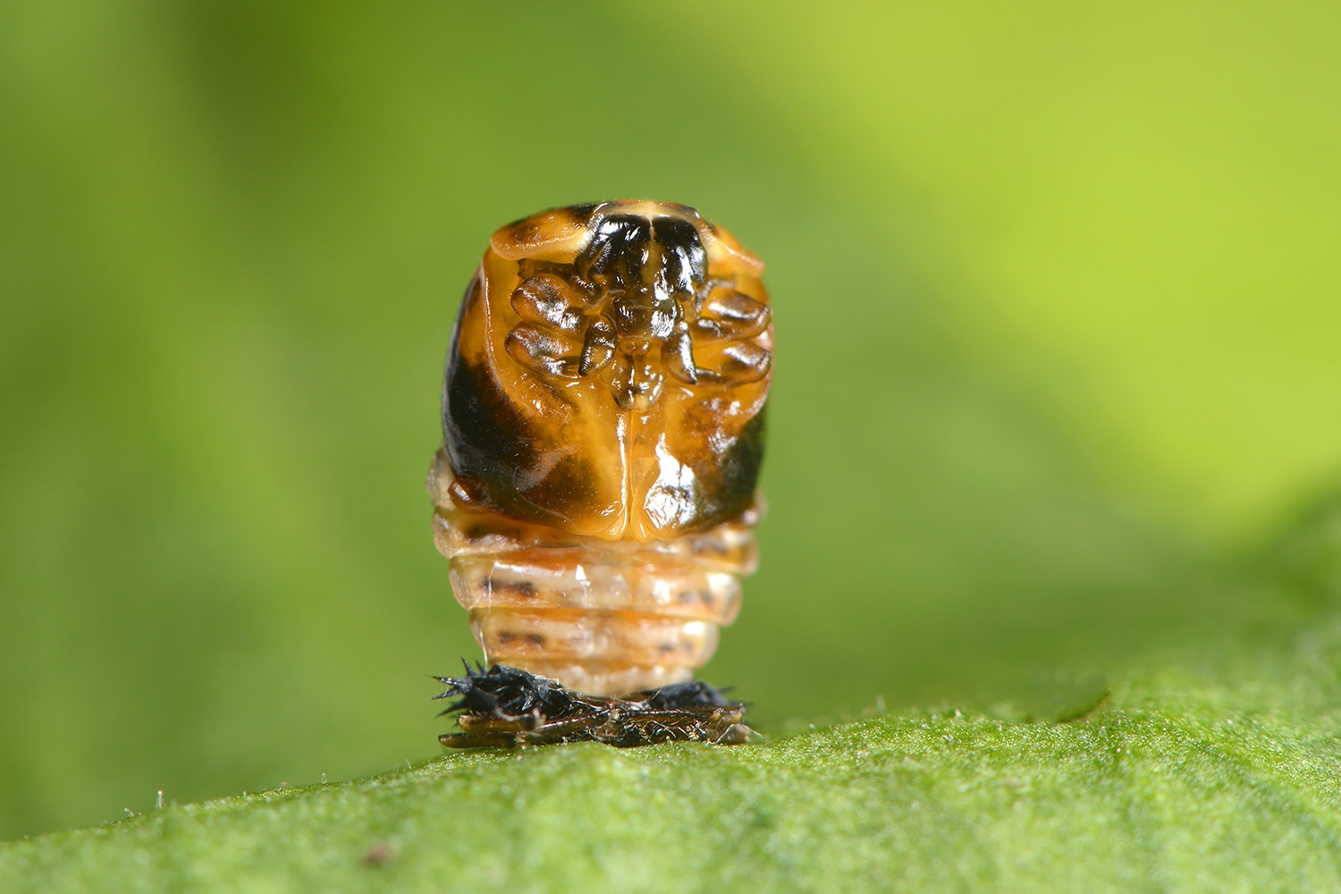 pop aziatisch lieveheersbeestje (harmonia axyridis) 6-2022 3357