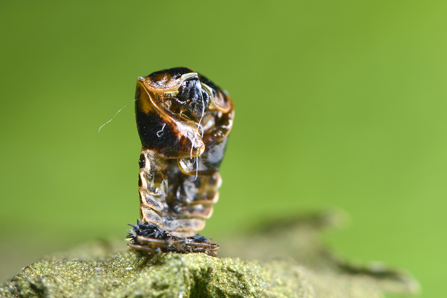 pophuid aziatisch lieveheersbeestje (harmonia axyridis) 6-2022 3581
