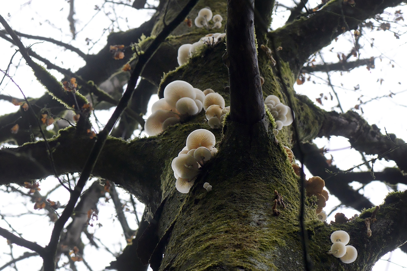 porceleinzwam (Oudemansiella mucida) 10-2025 2147