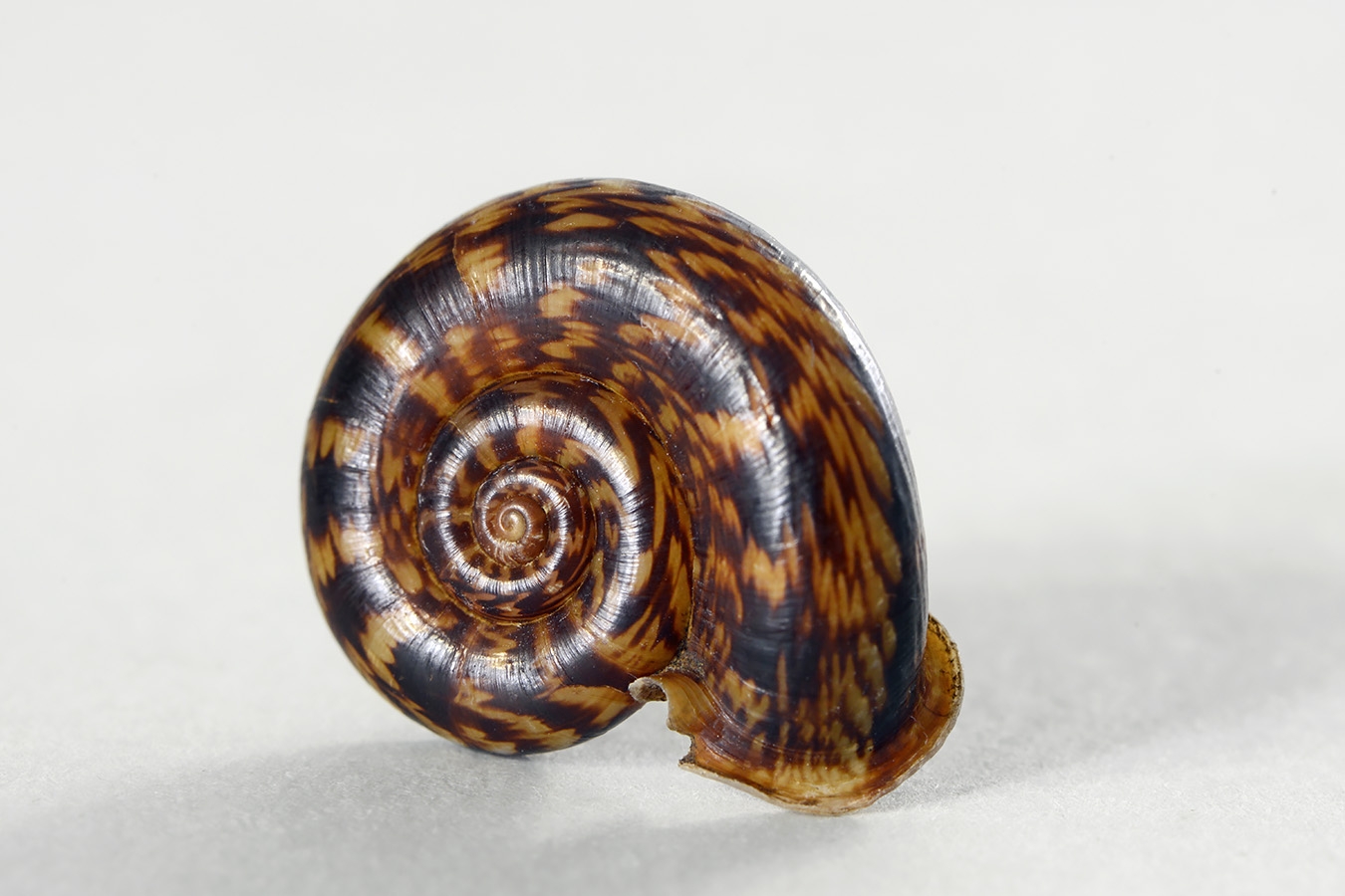 pterocyclus sp 05-2024 0572