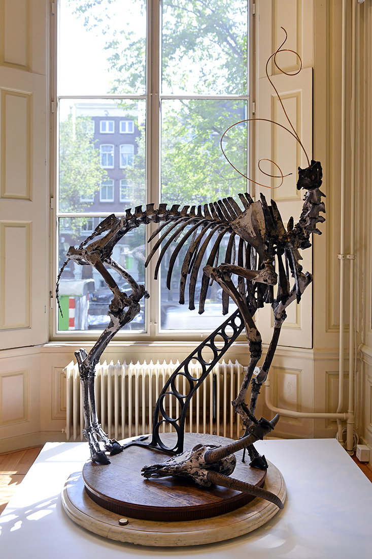 roan antelope  darwin sinke v tongeren 6-2022 3790