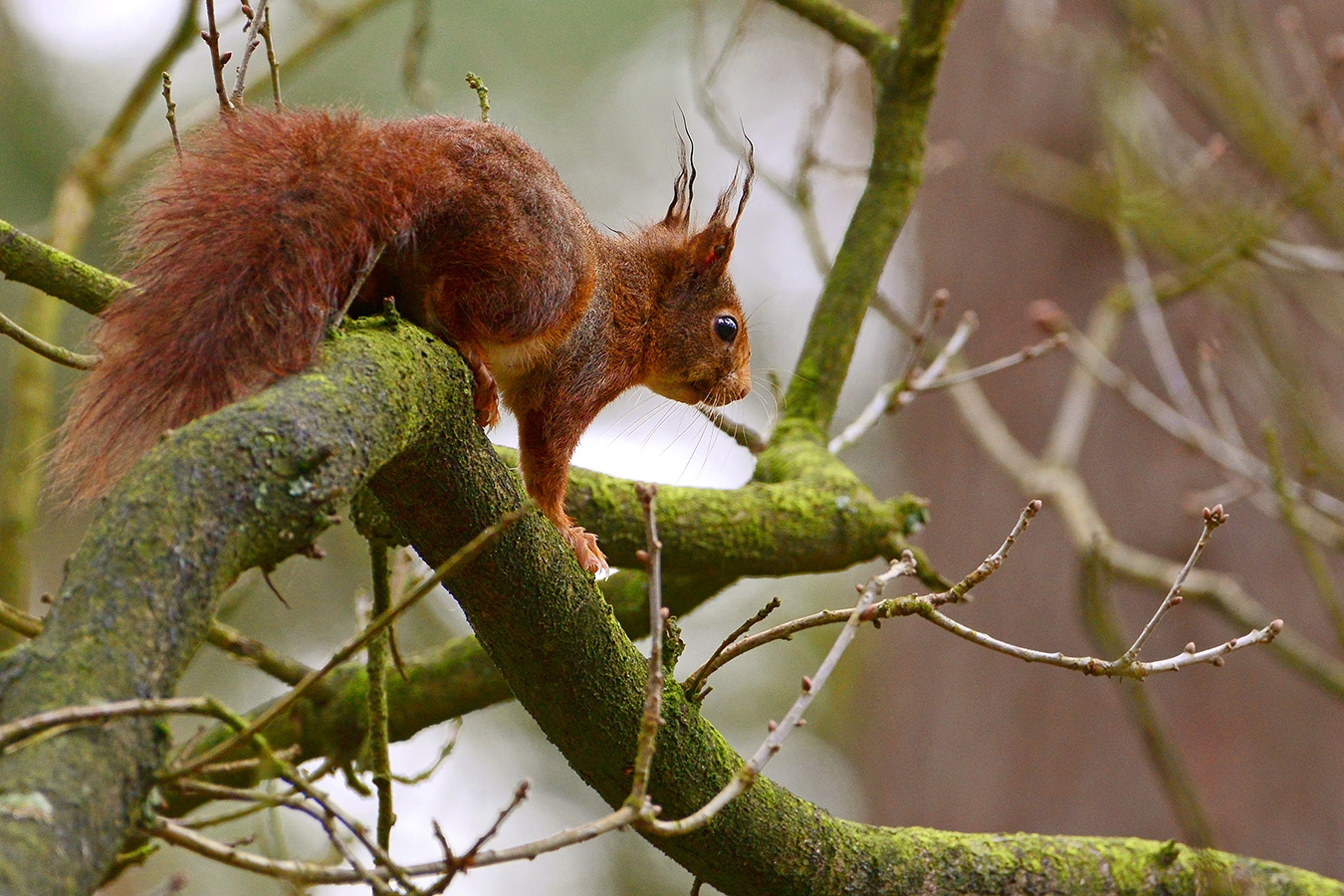 rode eekhoorn (sciurus vulgaris) 4-2016 8035