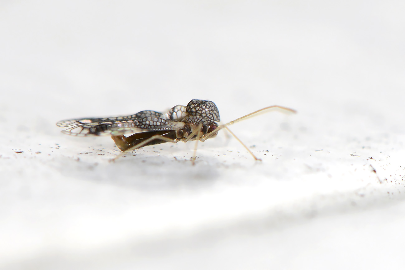 rotsheidenetwants (stephanitis takeyai) 5-2022 2764