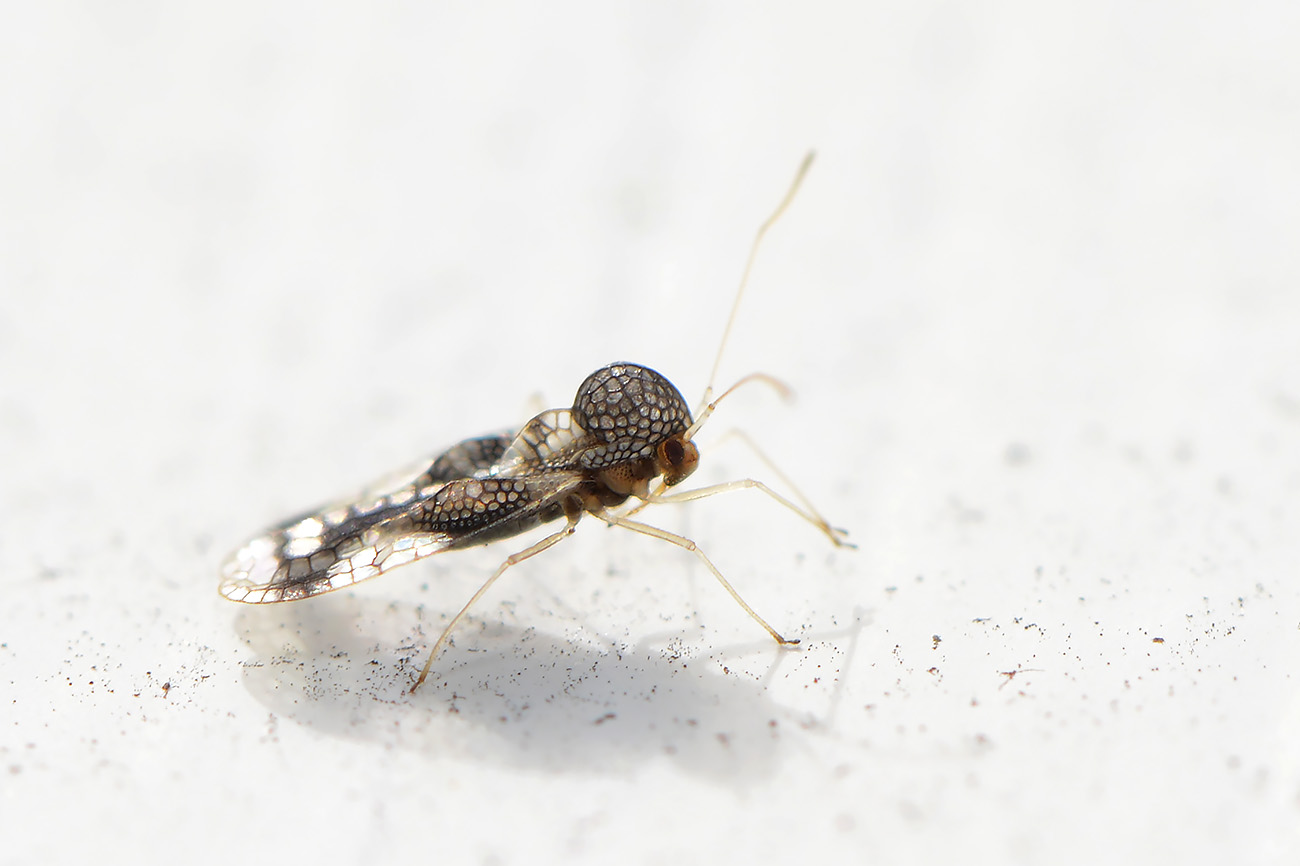 rotsheidenetwants (stephanitis takeyai) 5-2022 2778