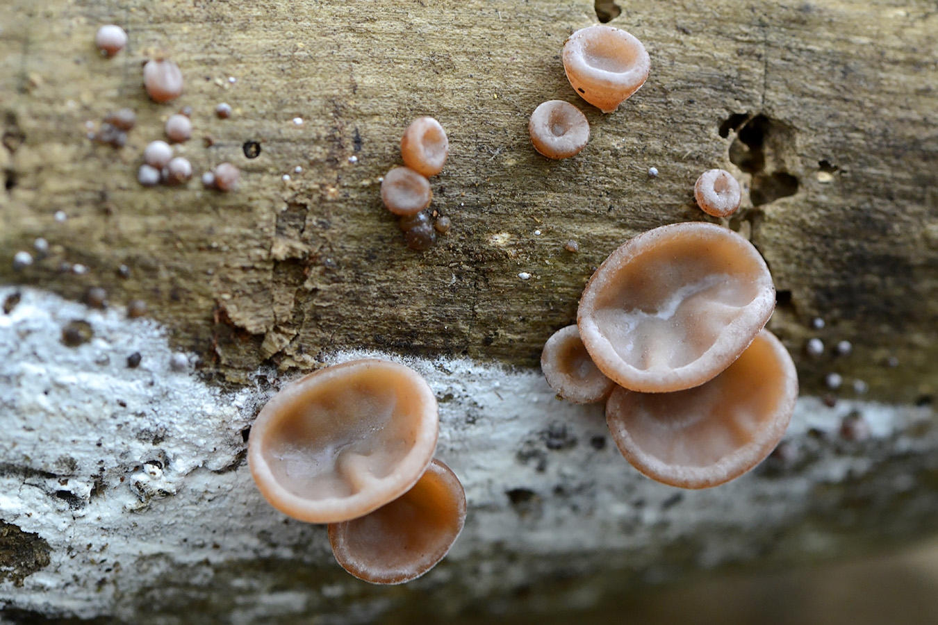 roze knoopzwam (neobulgaria pura) 11-2024 1562