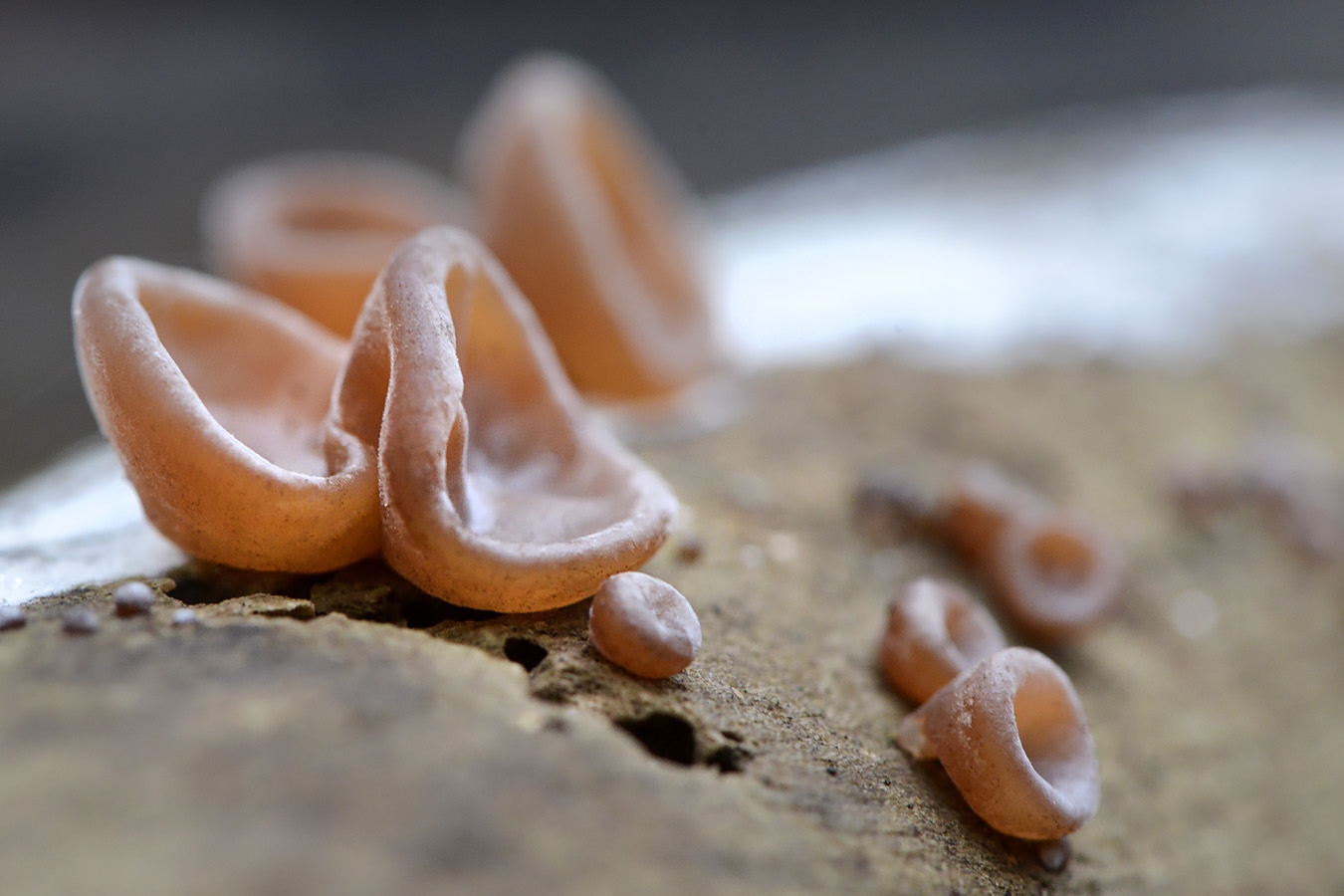 roze knoopzwam (neobulgaria pura) 11-2024 1566