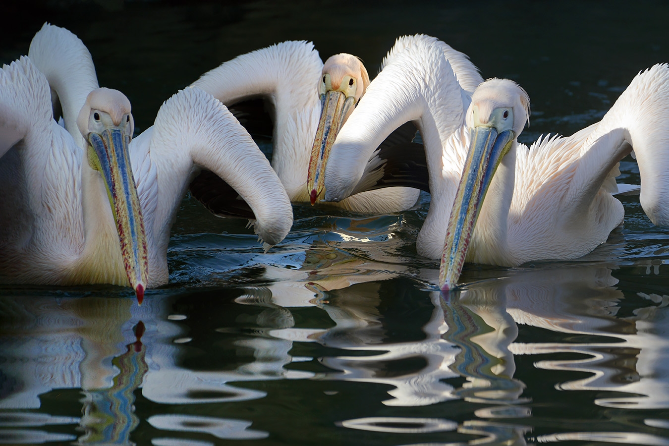 roze pelikaan (pelecanus onocrotalus) 3-2023 6397