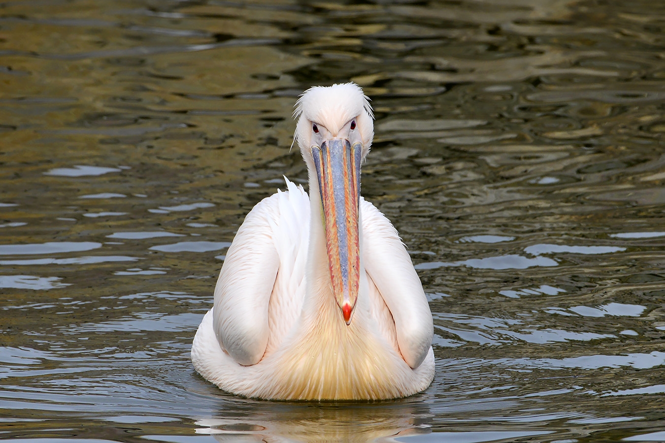 roze pelikaan (pelecanus onocrotalus) 3-2023 7086
