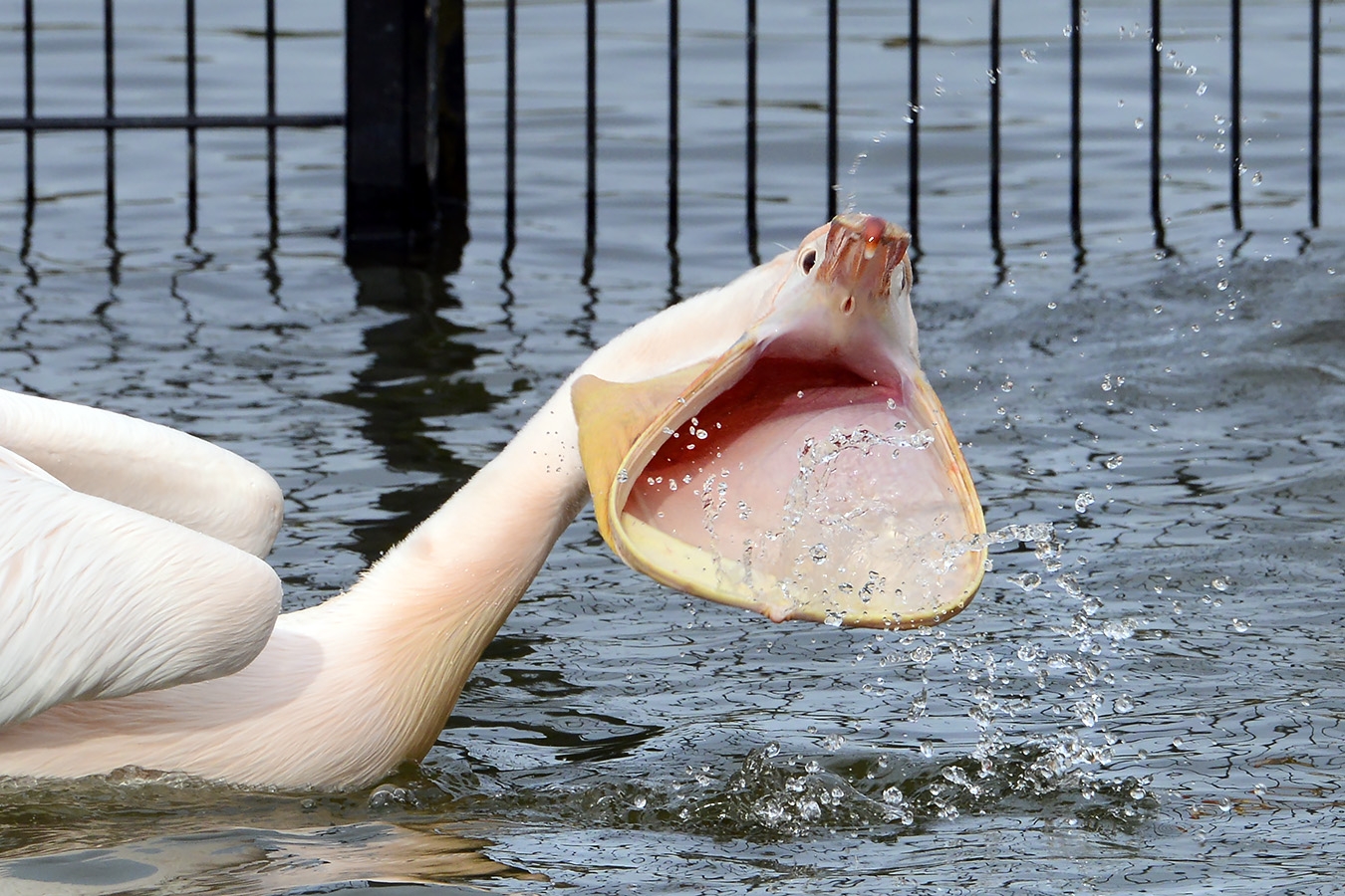 roze pelikaan (pelecanus onocrotalus) 3-2023 DSC7068