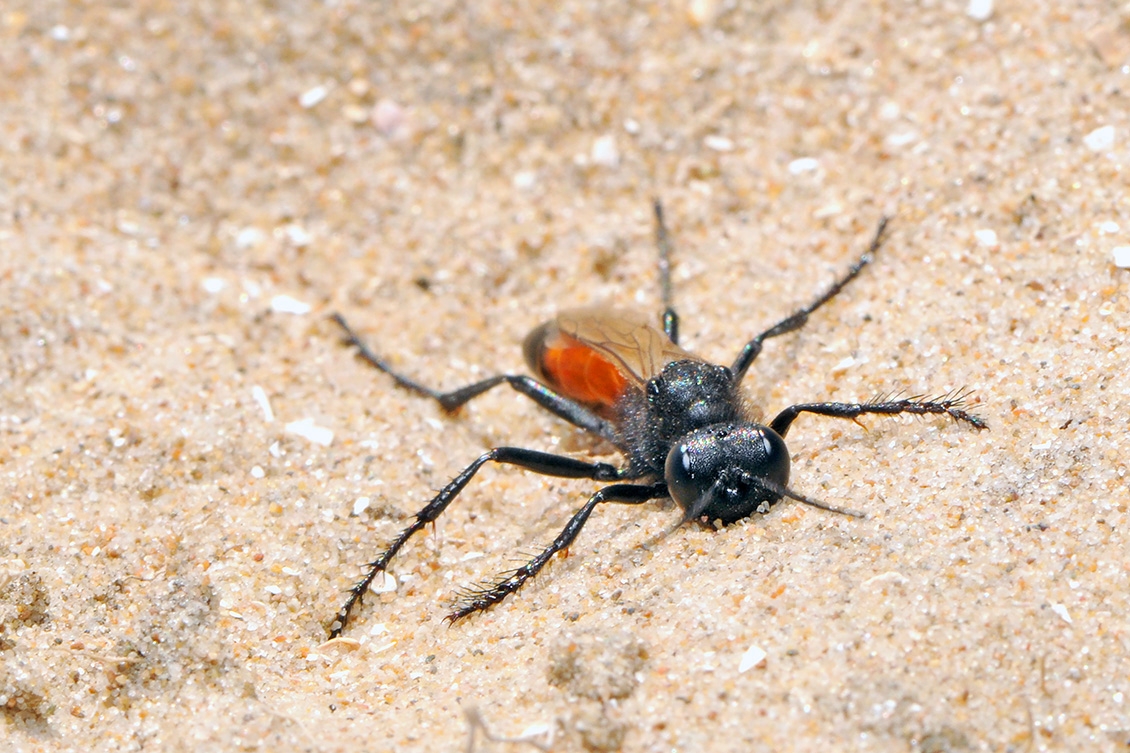 ruige aardrupsendoder (Podalonia hirsuta) 8-2008 2294