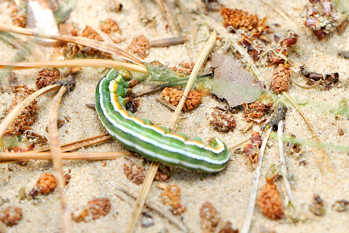 rups dennenuil (panolis flammea) 6-2008 1198