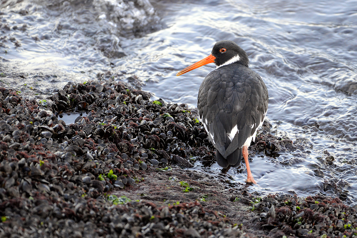 scholekster (Haematopus ostralegus) 2-2019 7965