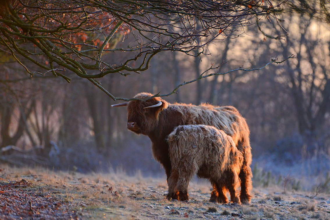 schotse hooglander (Bos taurus) 1-2019 7244