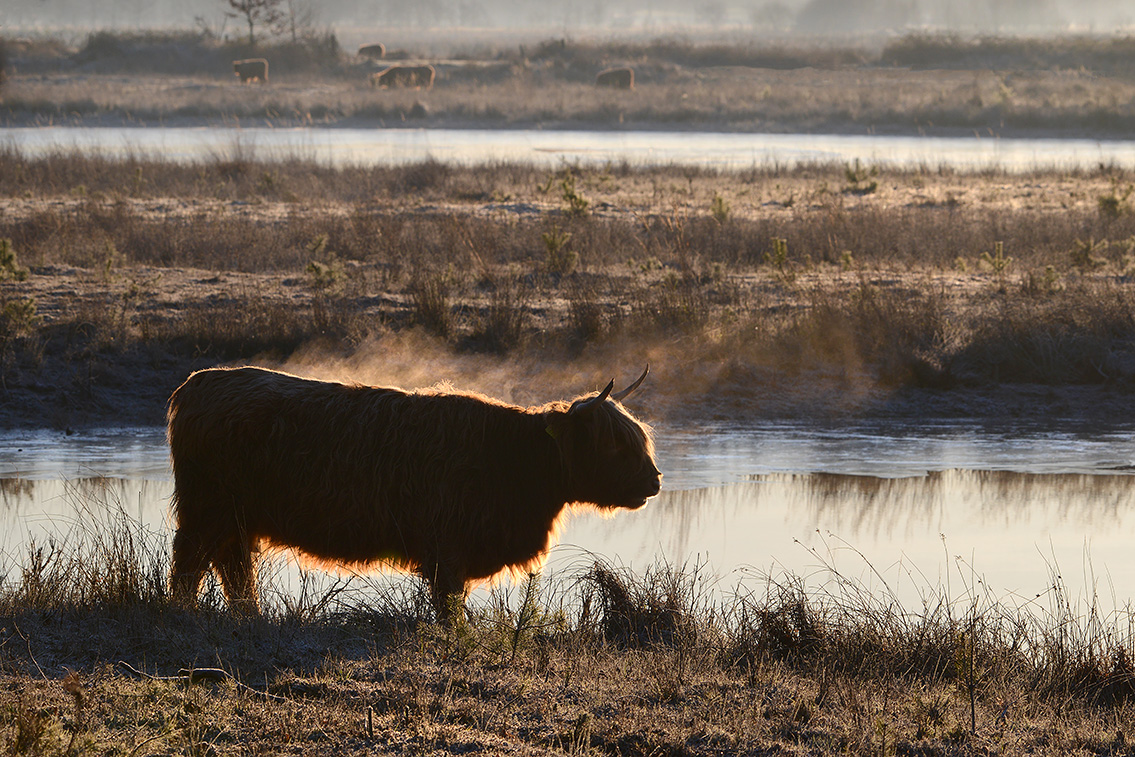 schotse hooglander (Bos taurus) 1-2019 7330