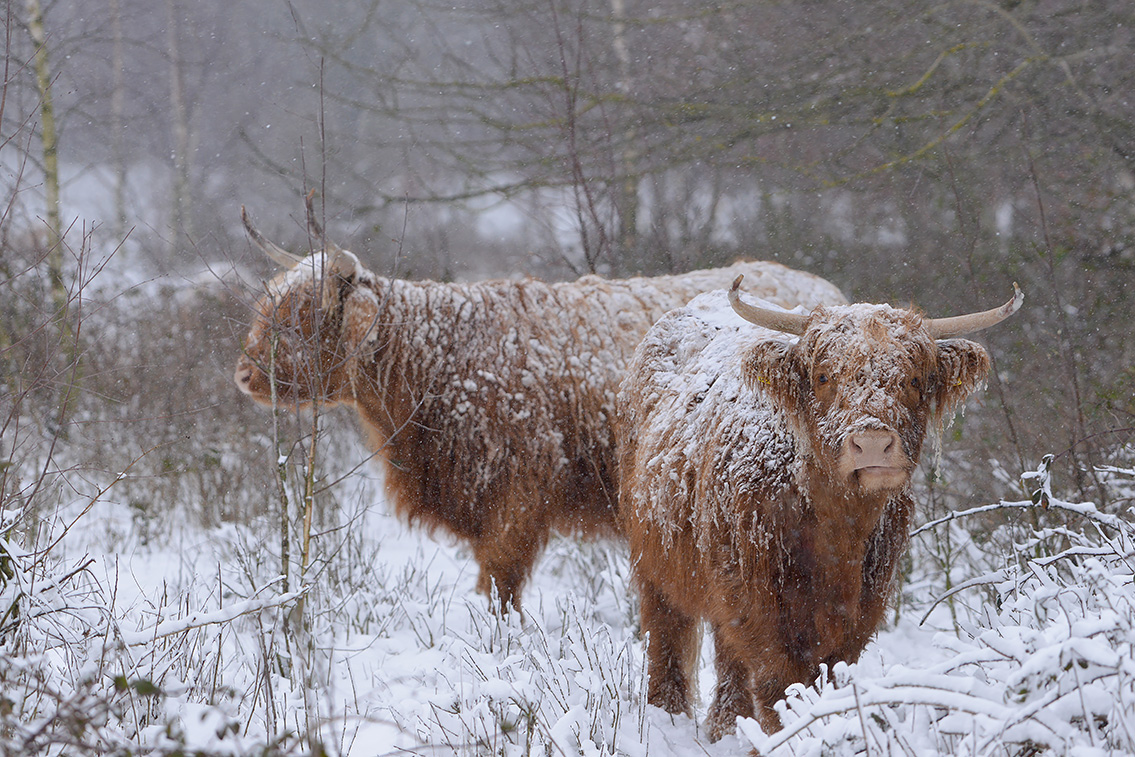 schotse hooglander (Bos taurus) 2-2021 4886