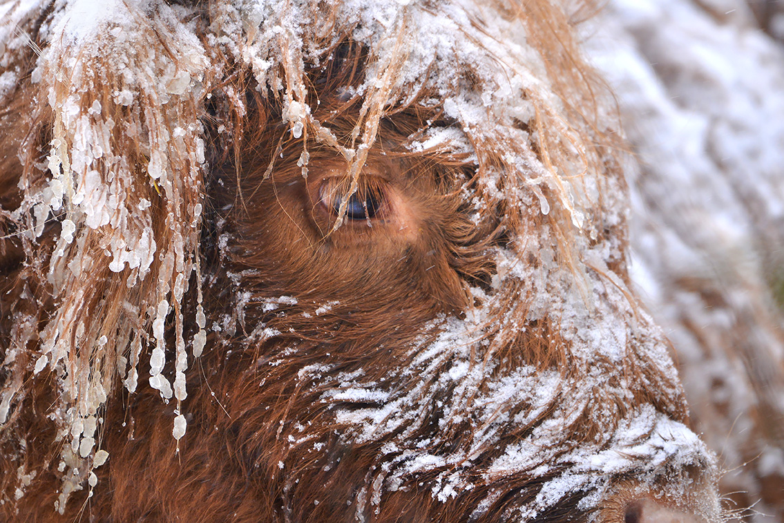 schotse hooglander (Bos taurus) 2-2021 4891
