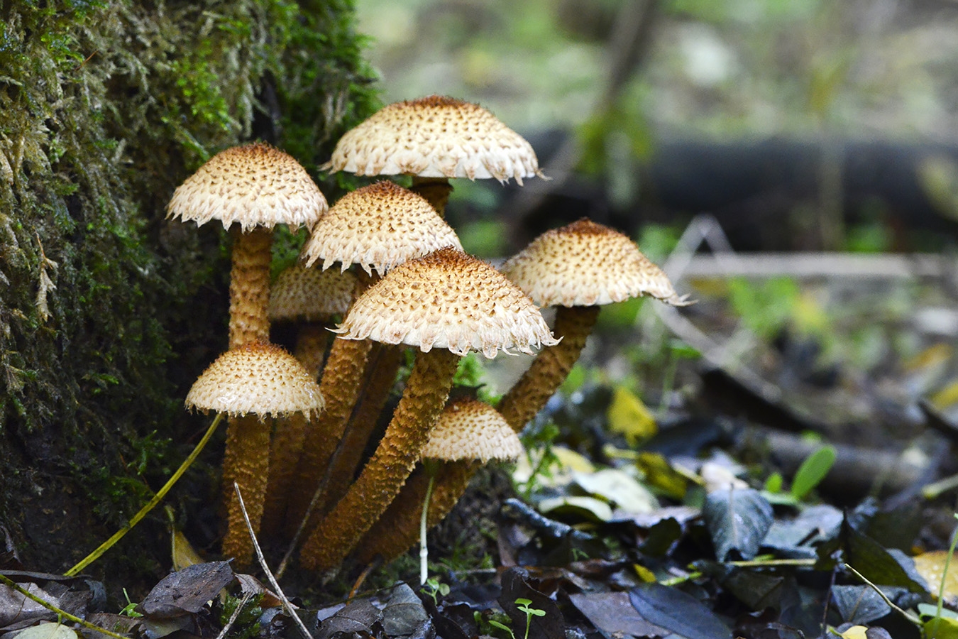 schubbige bundelzwam (Pholiota squarrosa) 10-2025 2397