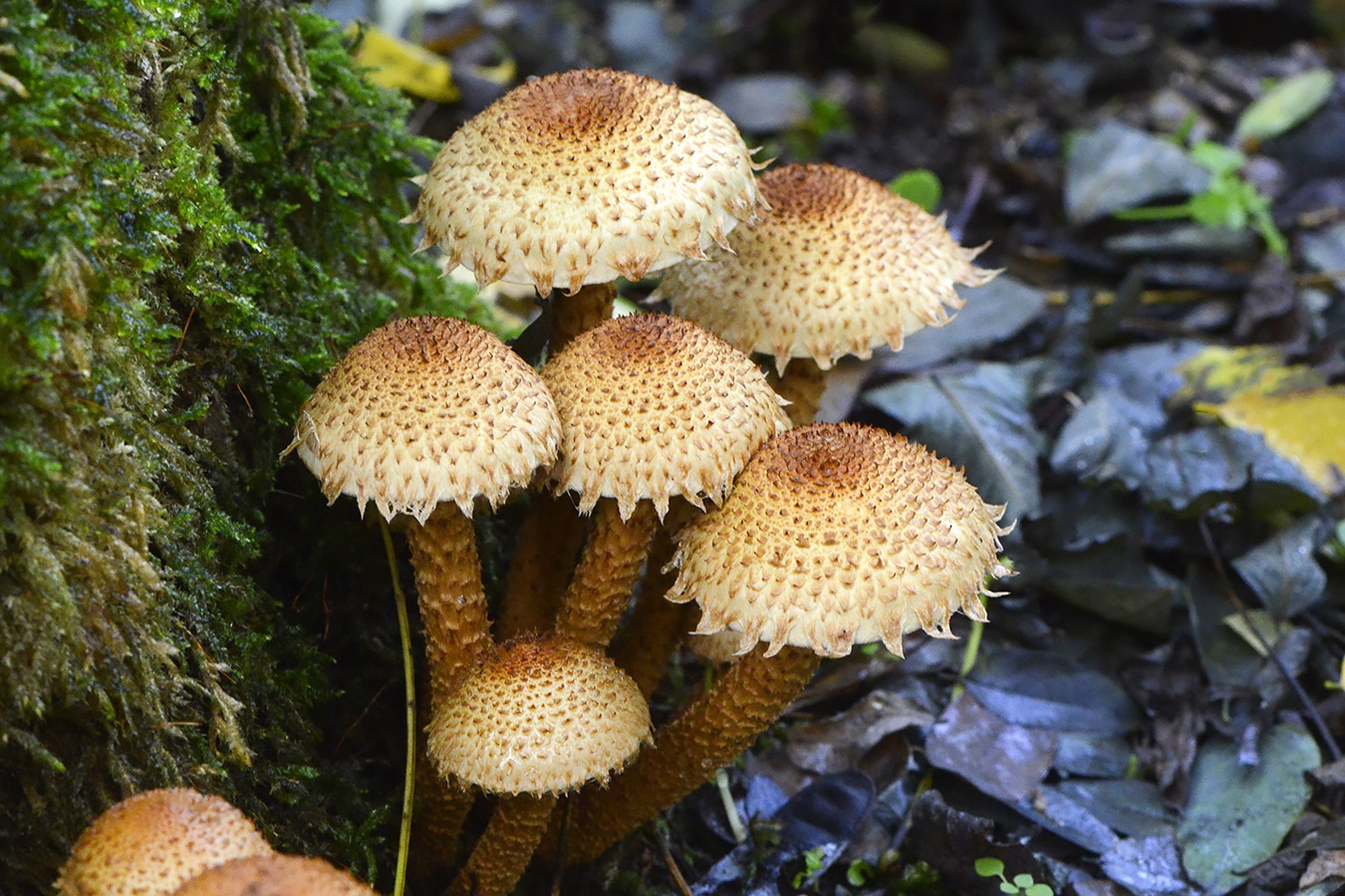 schubbige bundelzwam (Pholiota squarrosa) 10-2025 2398