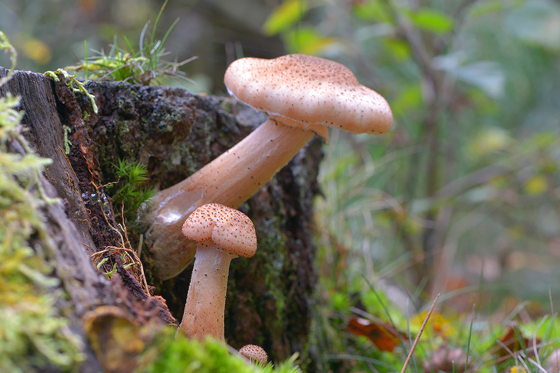 sombere honingzwam (Armillaria ostoyae) 10-2017 7444