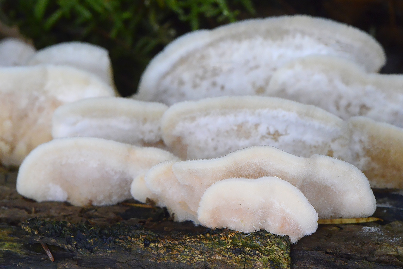 spekzwoerdzwam (phlebia tremellosus) 11-2024 1787