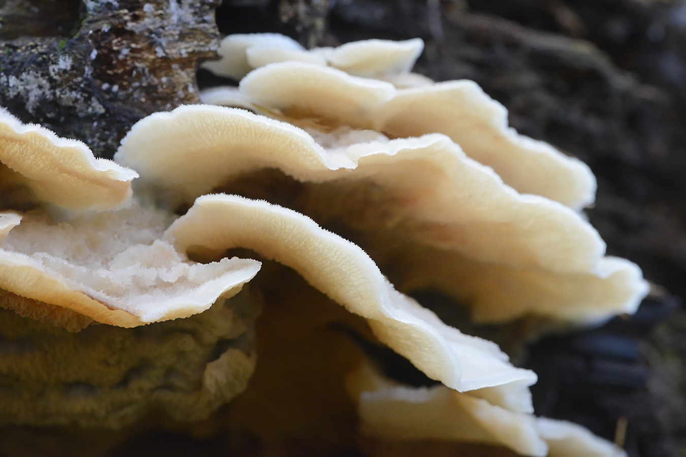 spekzwoerdzwam (phlebia tremellosus) 11-2024 1790