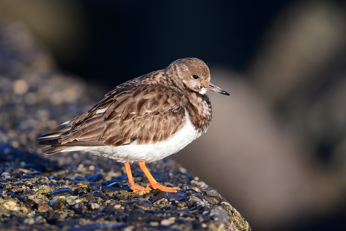 steenloper (Arenaria interpres) 2-2019 8058