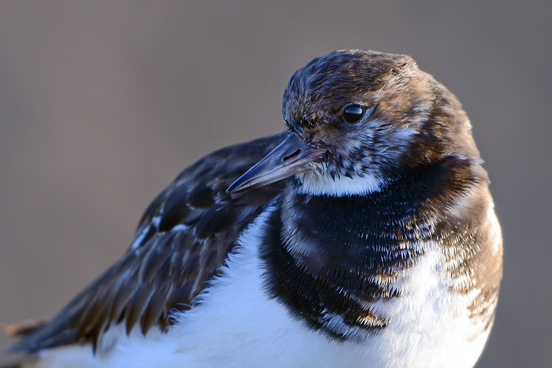 steenloper (Arenaria interpres) 2-2019 8073