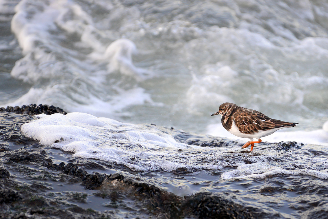 steenloper (Arenaria interpres) 2-2019 8102