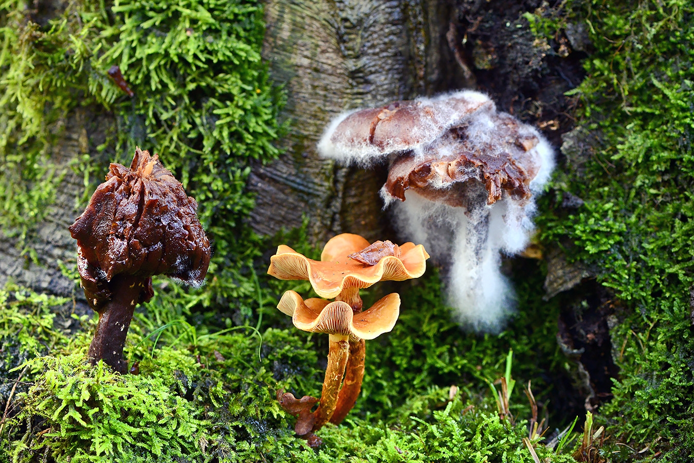 syzygites megalocarpes 11-2019 0347