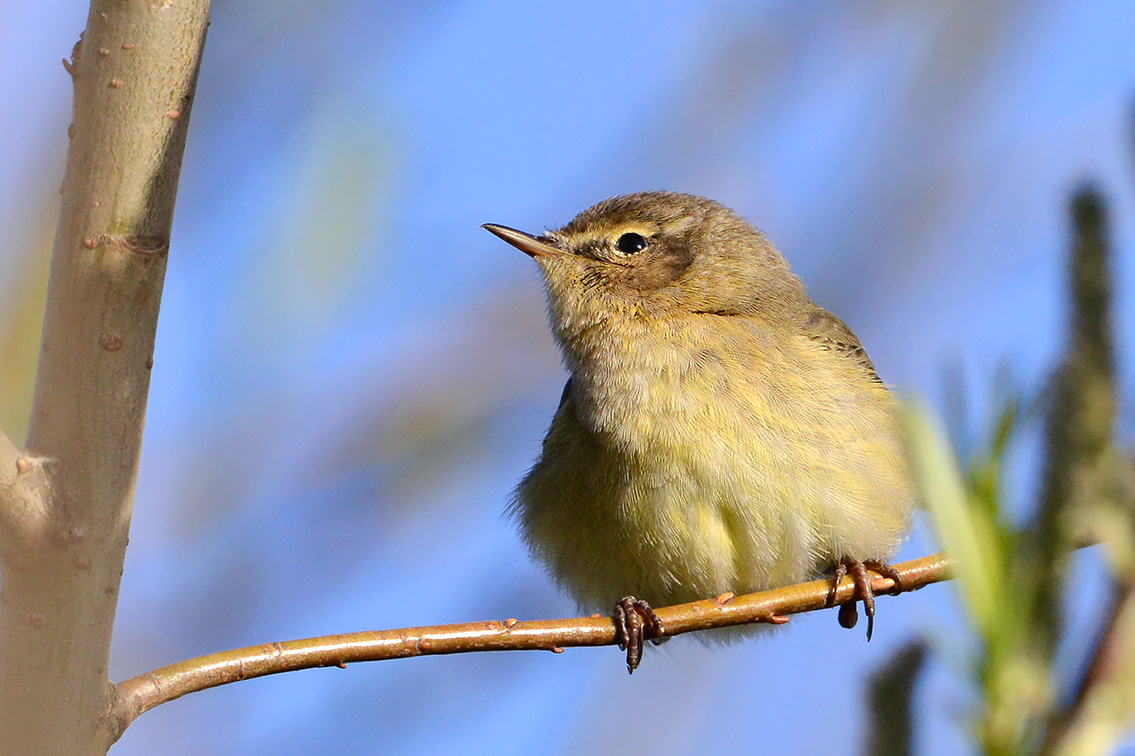tjiftjaf (Phylloscopus collybita) 4-2021 6944