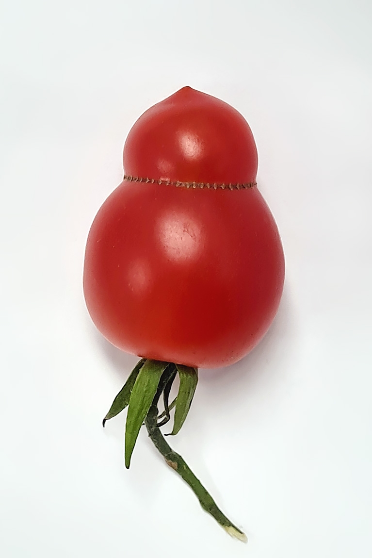 tomaat 11-2024 143453