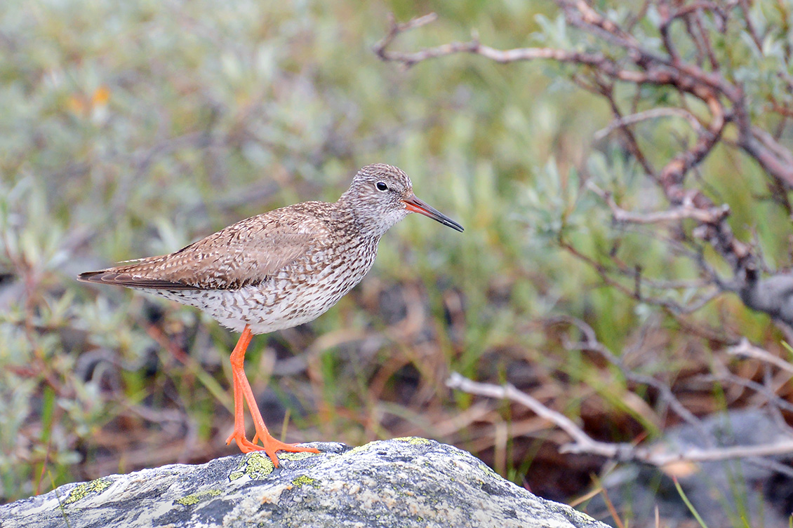 tureluur (Tringa totanus) 7-2018 5655