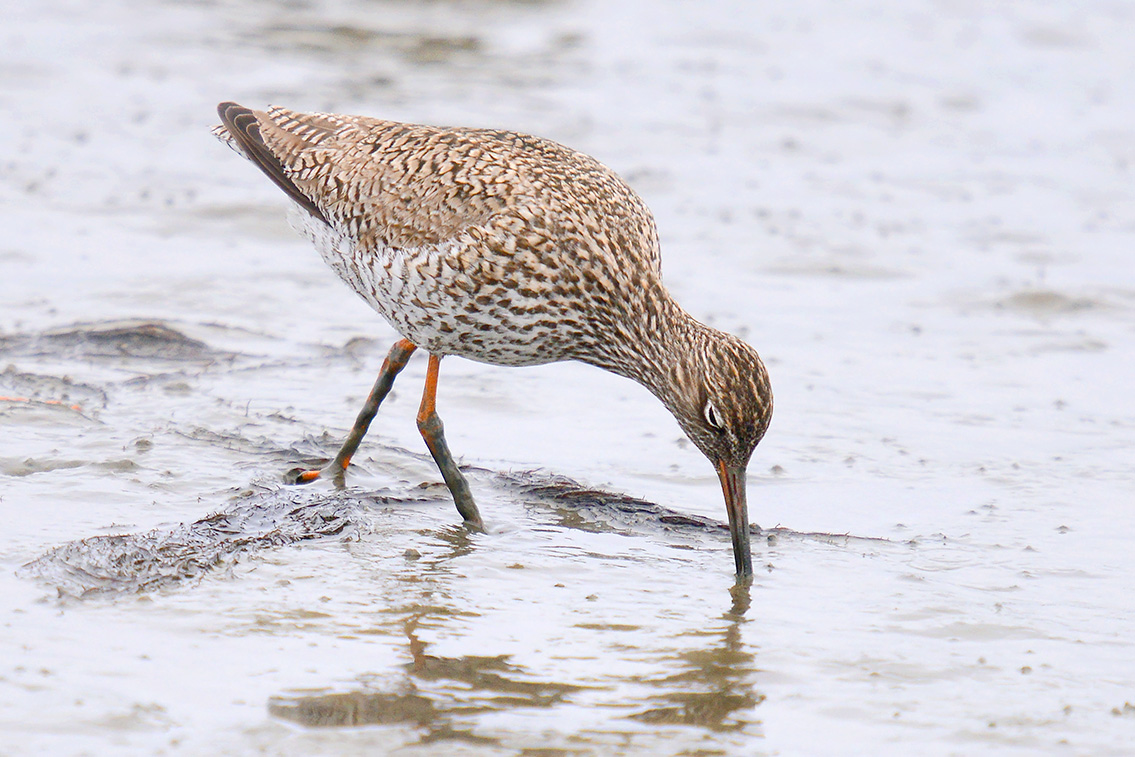 tureluur (tringa totanus) 5-2019 9185