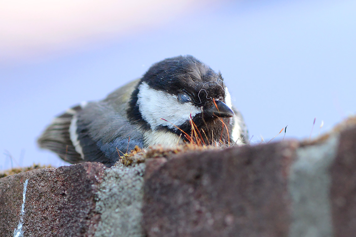 versufte koolmees (Parus major) 6-2021 7715